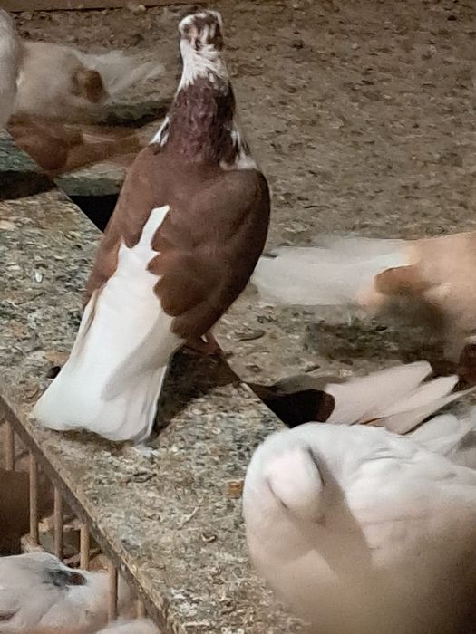 Vând sau schimb porumbei zburători i de înălțime