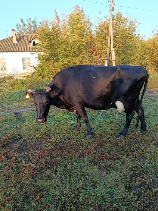 Продам корову ..