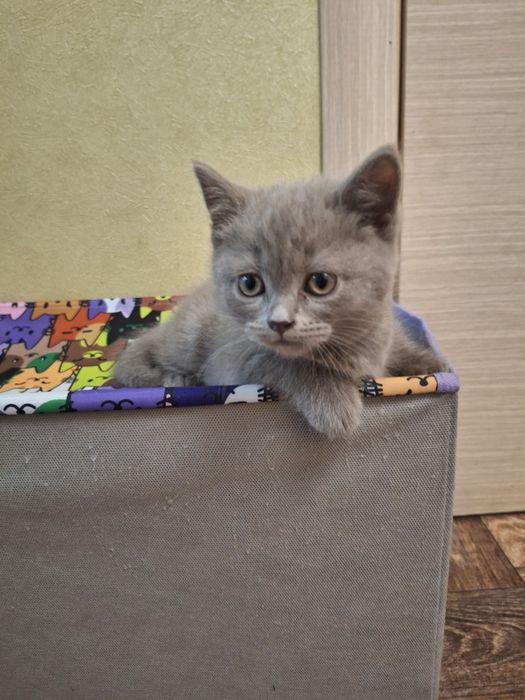 Продам шотландскую кошечку