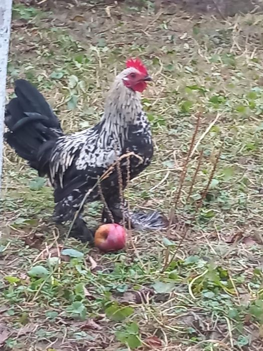 Cocoși mii de flori