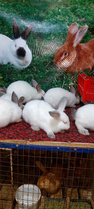 Кролики Коян Көжектер