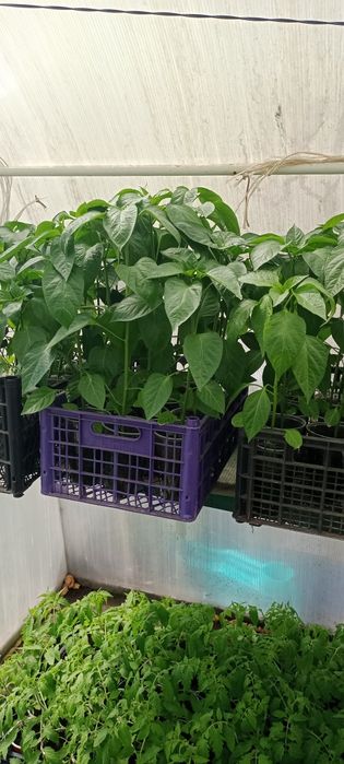 Рассада перцев сладких и острых