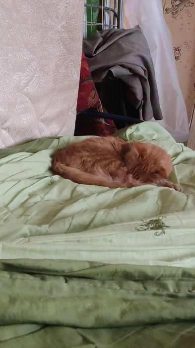 Рыжее "солнышко", приносящее радость