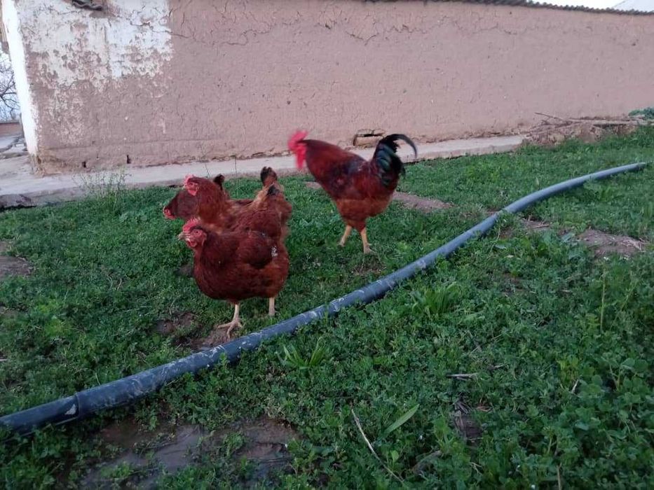 KARESKIY XANXYAP3 ser tuxum va goʻsht yoʻnalishidagi tovuqlar