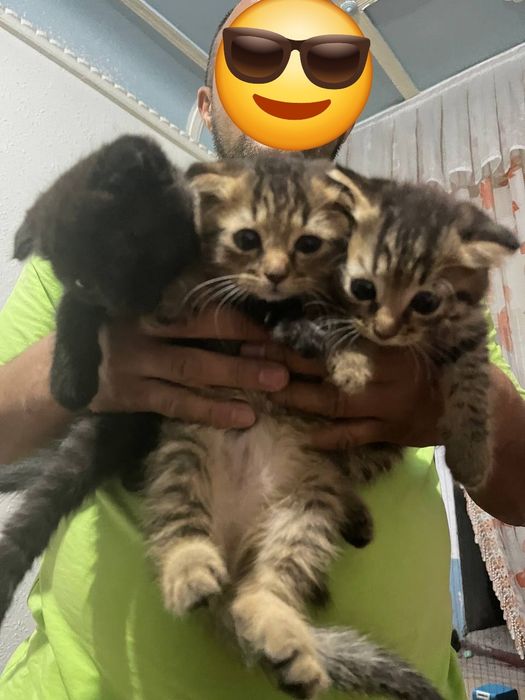 Скоттиш фолд шотландский ва Скоттиш хайланд фолдчала