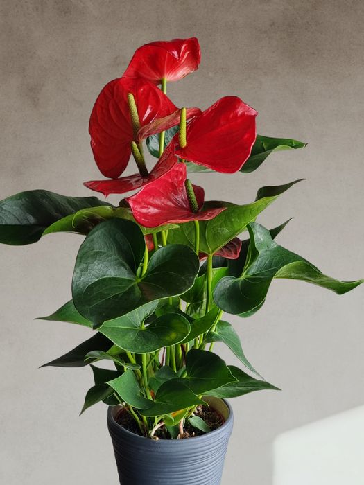 Антуриум  (Мужское Счастье) орхидея цветы гуллар орхидеи