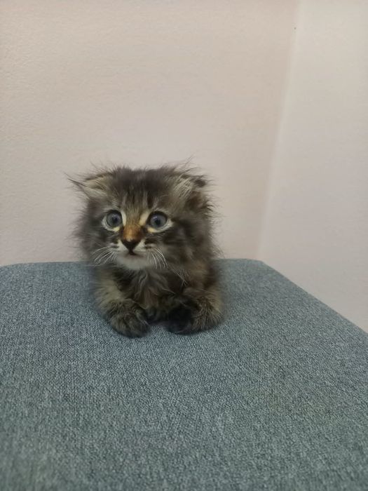 Котенок в добрые руки