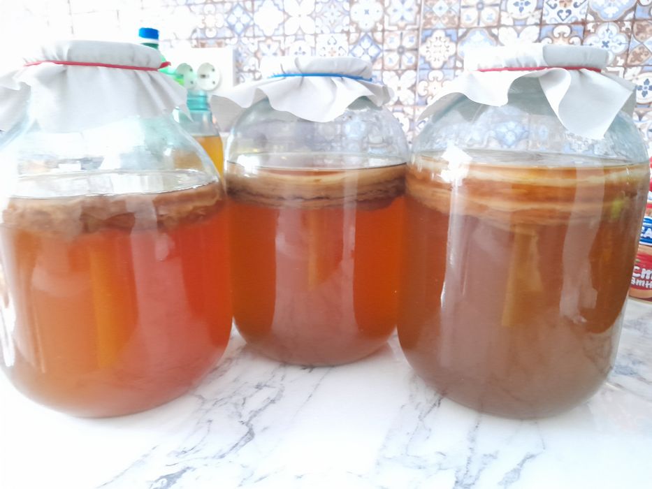 Камбуча - Чайный гриб