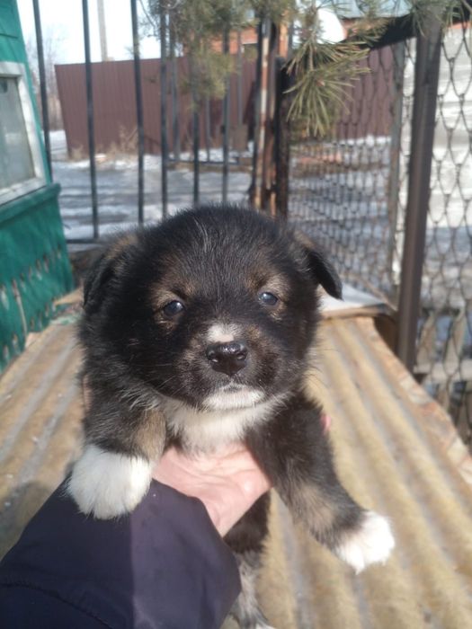 Отдам щенков в добрые руки