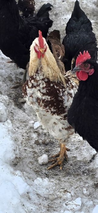 Vând  cocoși de casa