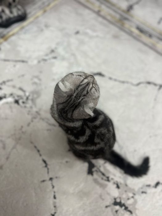 Шотланский кошка