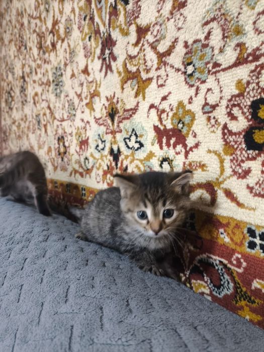 Котята бесплатно