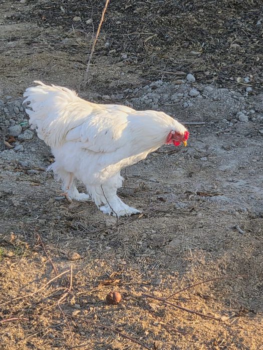 Брама белый гигант хурозла сотилади