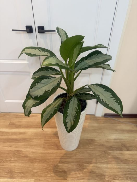 Аглаонема в напольном кашпо