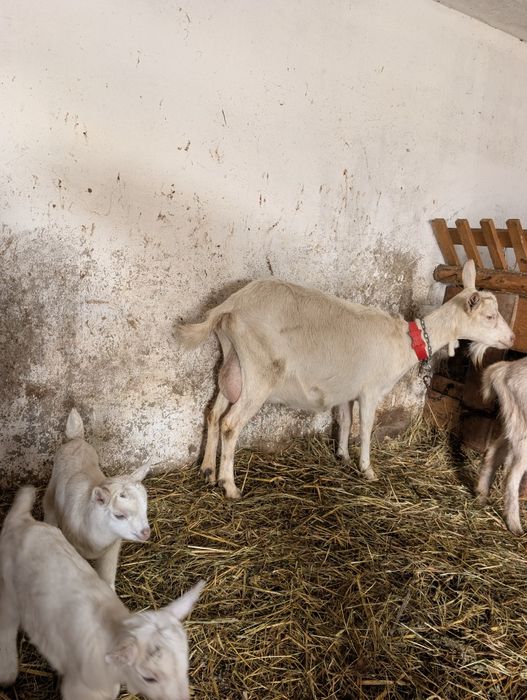 Capre Saanen cu iezi