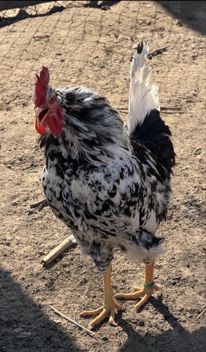 Oua incubat Pita Pinta, Marans si Araucana