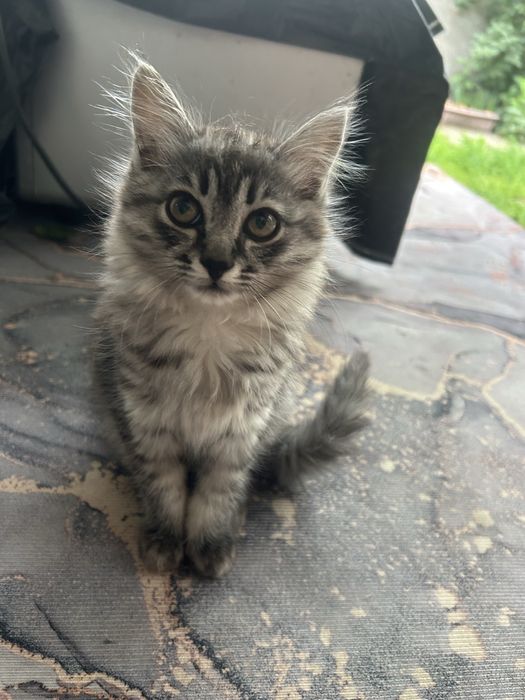 Отдам котенка в хорошие руки