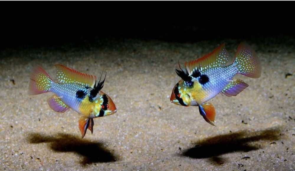 Продам апистограмму