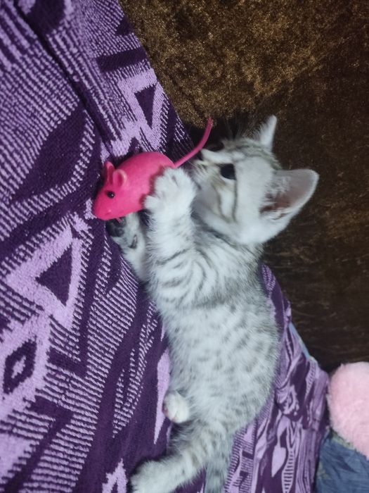 Отдам котенка в добрые руки