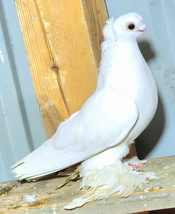 Продаются голубь