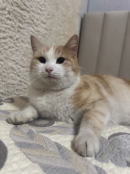 Пропал кот 15.02