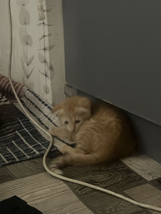 Котенок девочка