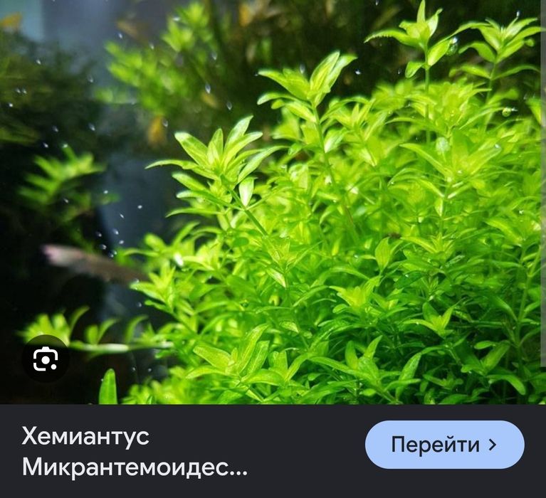 Продам аквариумные растения