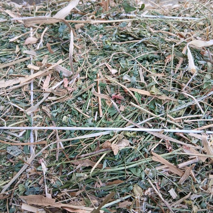 Беда+ловия+маккайи аралашмали праес сотилади.