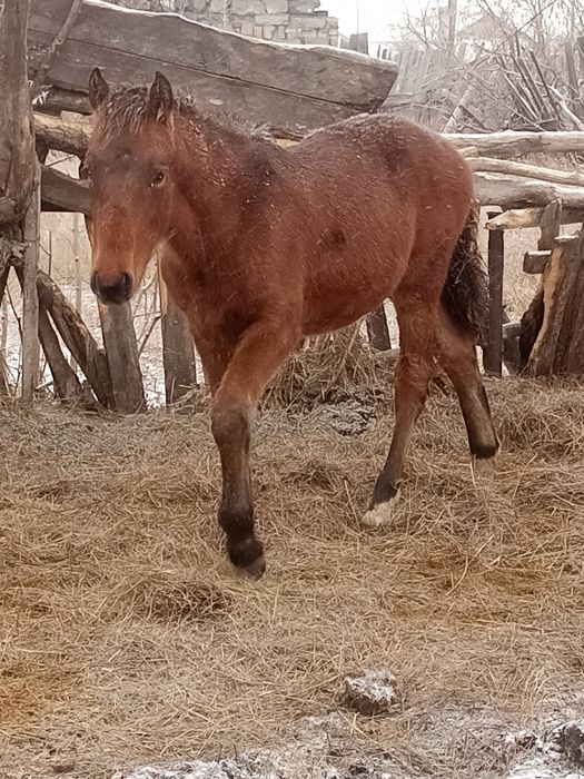 Продается кобылка майская