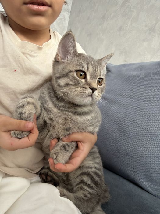 Продам породистого шотландца