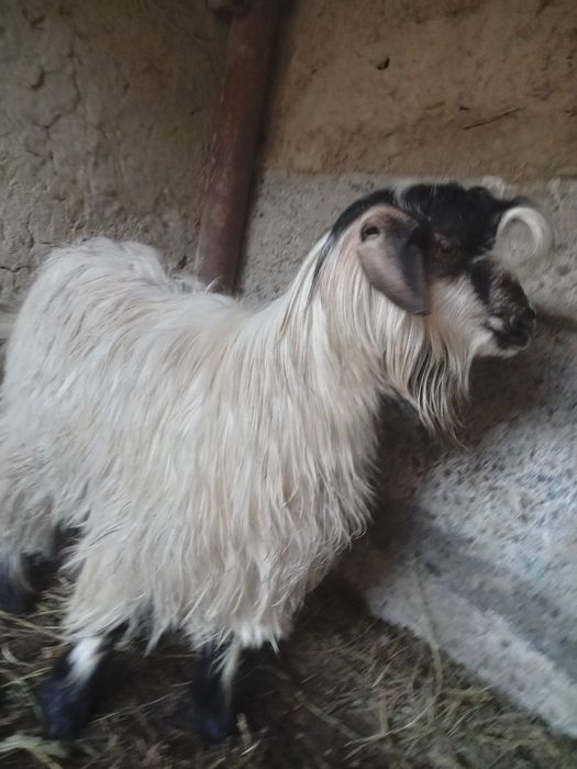 Kurka sotiladi karvon bozor