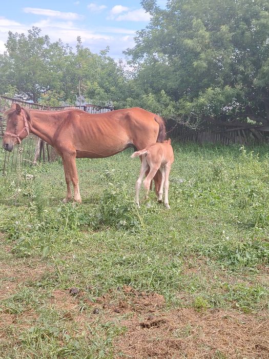 Жуас, сауынның құлынды биесі сатылады!