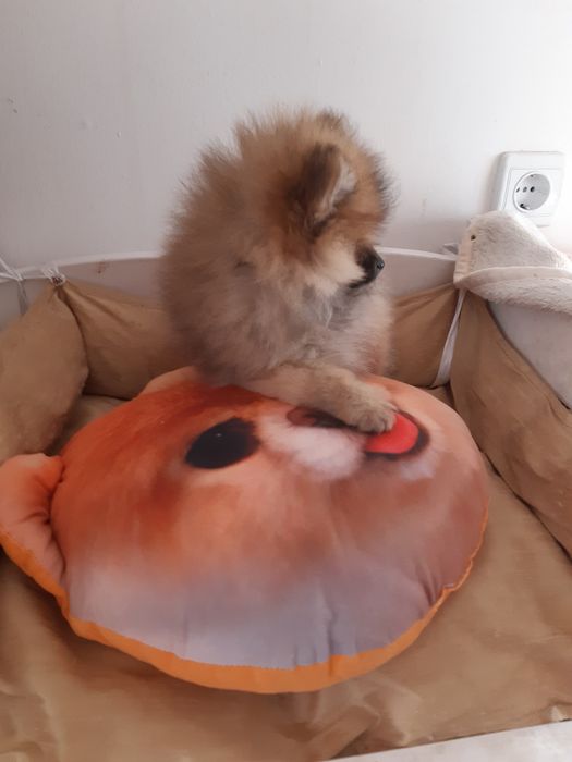 Женски померанчета