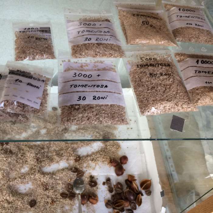 vand seminte de paulownia elongata(soi de baza, aclimatizat in Romania