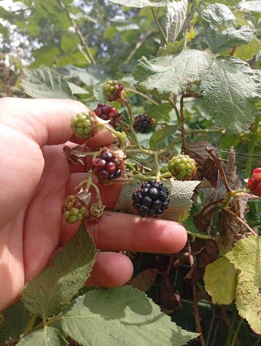 Mure de la munte.Fruct mare