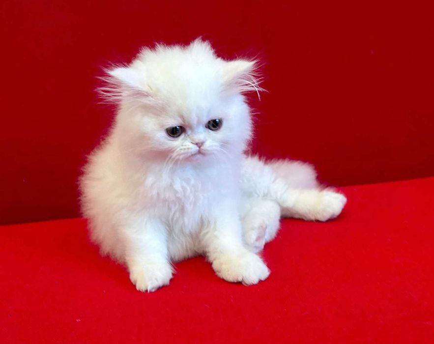 Pisicuță Scottish - cadou perfect de Valentine's Day, deține Pedigree