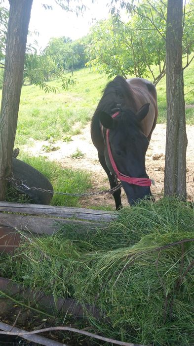 Cal puternic de vânzare, 7 ani, trage foarte bine