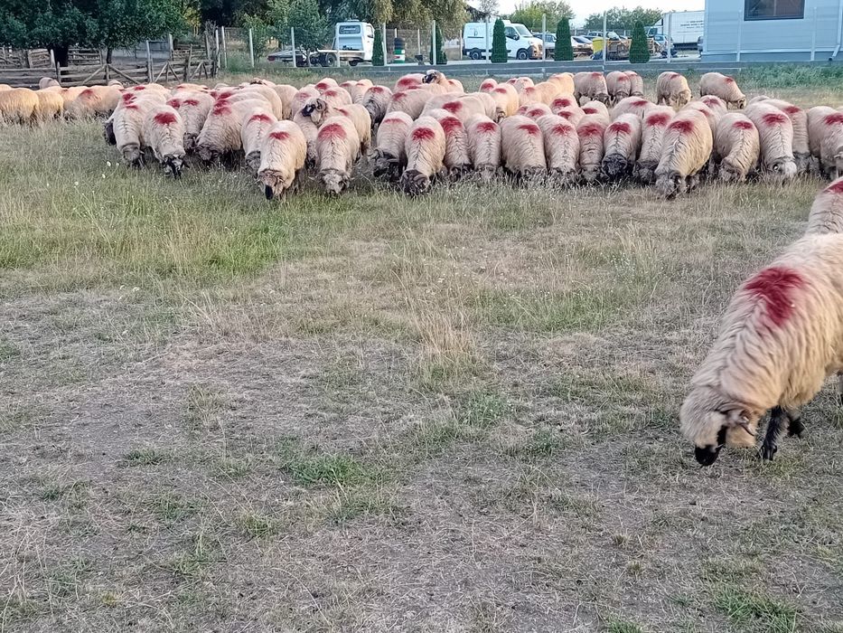 Oi bucali de vânzare