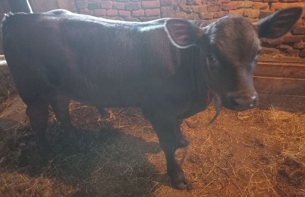 Vând 2 viței Angus