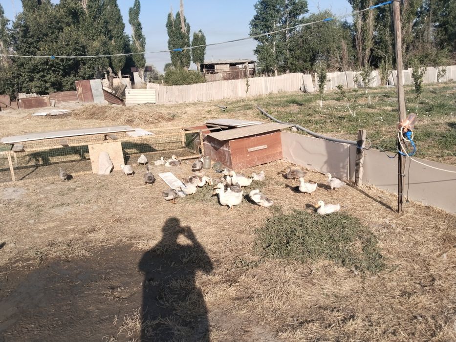 Үйрек палапандары сатылады