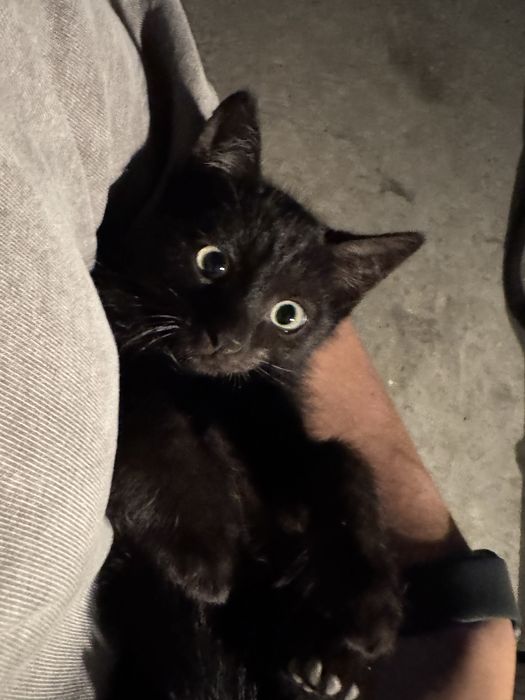 Отдам котят кошку