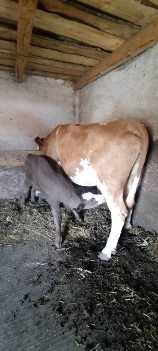 Vaca și vițel de vânzare