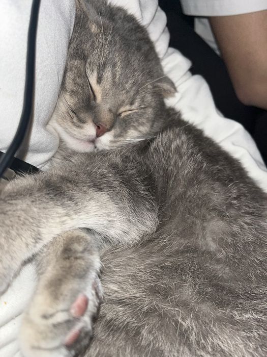 Pet Sitter / Bonă pentru animale în București /Plimbare și îngrijire