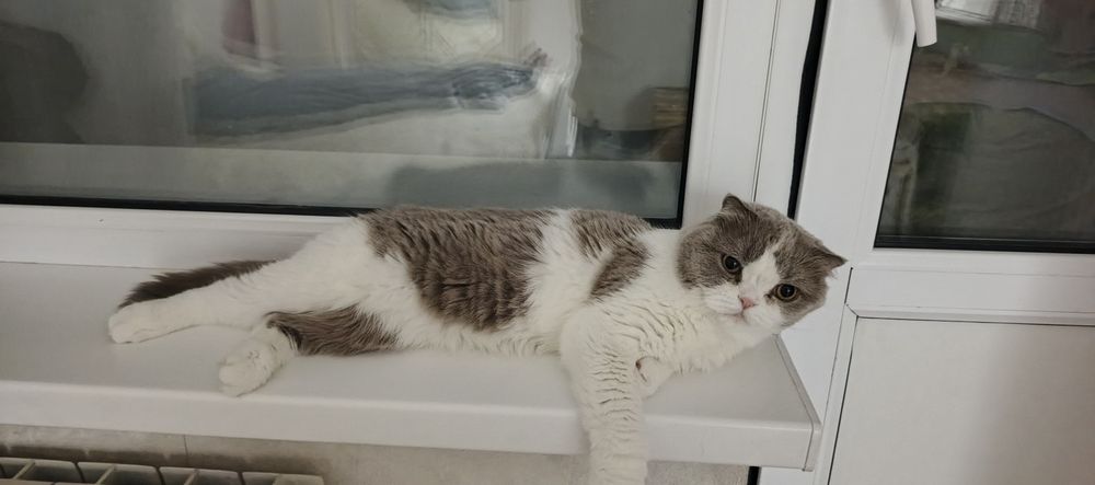 Отдам кота в добрые руки