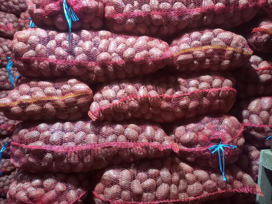 Cartofi de sămânța belarosa 1,5lei kg