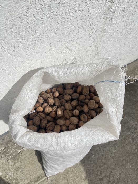 Nuci in coaja - 25 kg - uscate, bune de consum