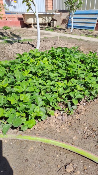 Продается клубника саженцы