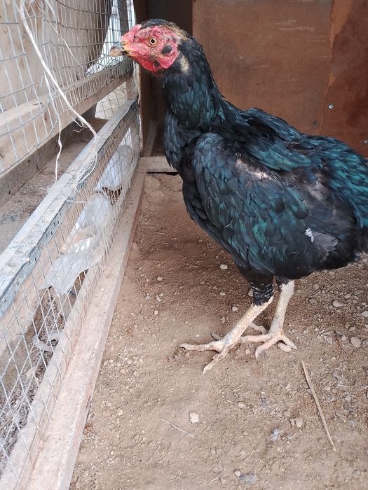 Srochno sotiladi dakan tovuq