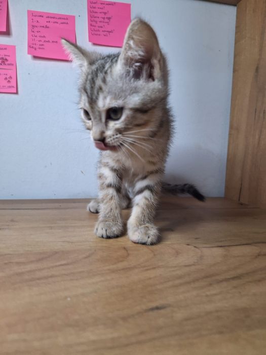 Котенок алматы серый срочно