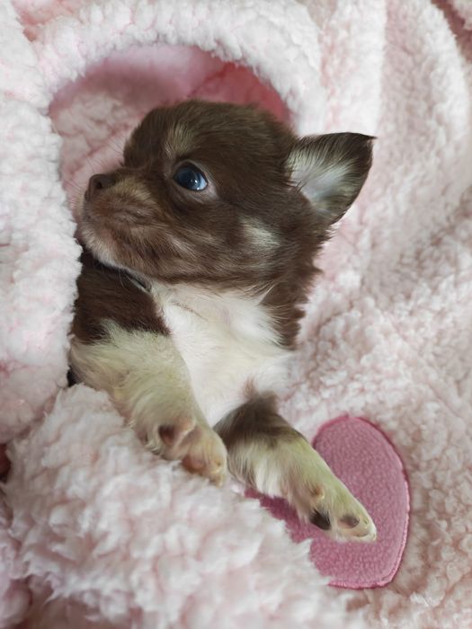 Chihuahua  ciocolatiu cu acte